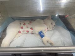 -半岛宠物医院24小时(西派城店)