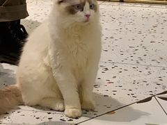 -喵喵咪呀布偶猫咖(春熙路店)