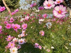 -非烤勿扰韩料自助烤肉(松山湖万科店)