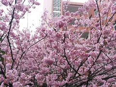 -黄桷坪涂鸦艺术街