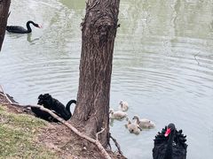 -长兴太湖图影湿地文化园