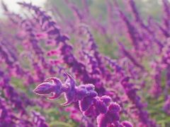 -汉长安城未央宫国家考古遗址公园