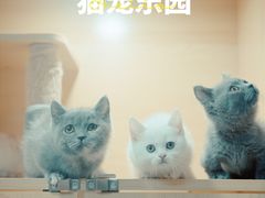 -猫宠乐园·专业洗护