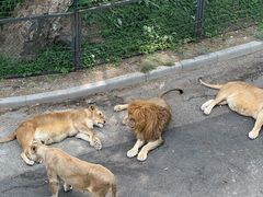 -大连森林动物园