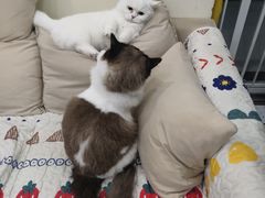 -柚子猫舍·精品猫舍购猫·猫咪认养·购宠·宠物店