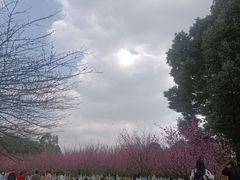 -秀丽东方