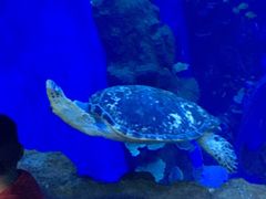 -成都浩海立方海洋公园