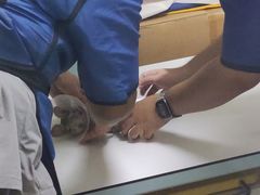 -萌兽医馆·眼科·异宠专科(三里屯店)