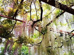 -嘉定紫藤园
