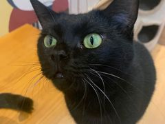 -是阿柴呀！柴犬咖啡·爱喵喵猫咖