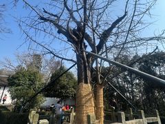 -上海佘山国家森林公园天马山园