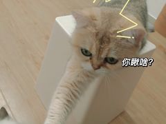 -有喵·猫咖·狗咖·30几只猫10只小狗(岗厦店)