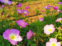 -白鹭湾湿地公园