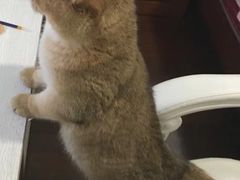 -东方名猫馆·英短金渐层布偶猫舍(环线广场1号楼店)