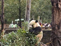 -都江堰中华大熊猫苑