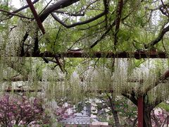 -嘉定紫藤园