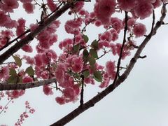 -天适樱花悠乐园