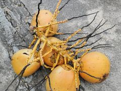 -万兴启丰椰子文化园餐厅