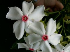 android_upload_pic-三亚亚龙湾凯莱仙人掌度假酒店