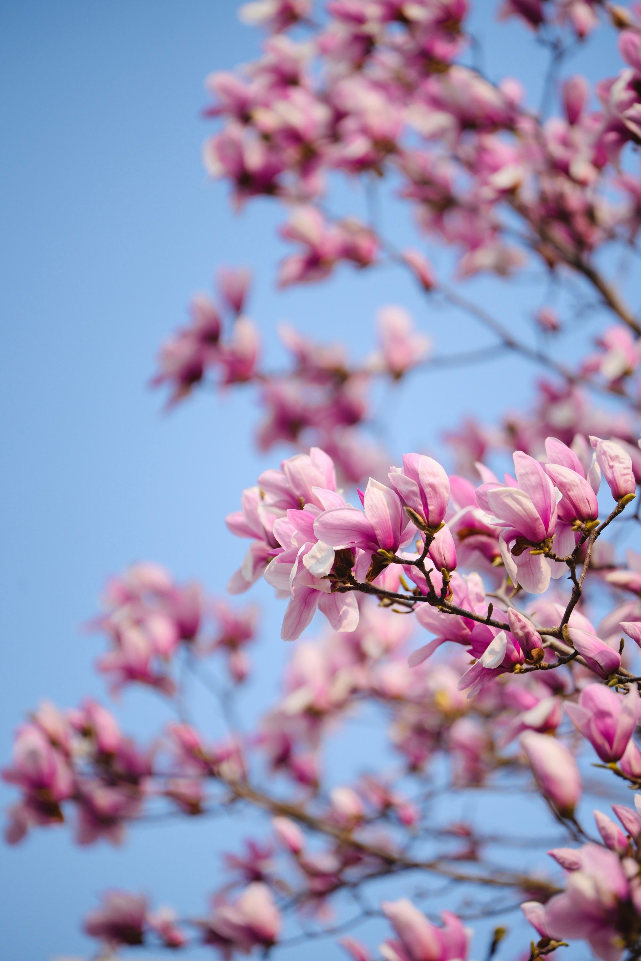 玉兰花就是春天的味道