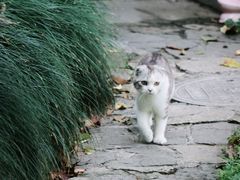 -灵顺寺