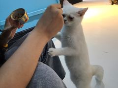 -猫色咖啡·猫咖