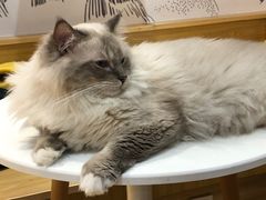 -滚猫咖啡·猫咖·猫友好撸猫(未来城店)