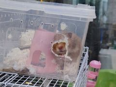 -萌兽医馆·眼科·异宠专科(三里屯店)