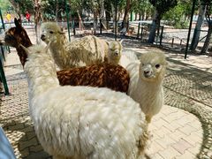 -新疆天山野生动物园