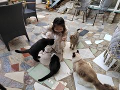 -喵屿·大理花园猫咖