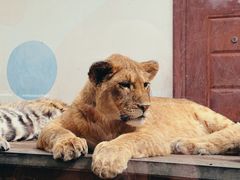 -大连森林动物园