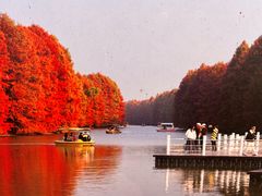 -上海海湾国家森林公园