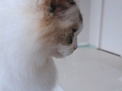 -怪兽屋·羊驼·猫咖·狗咖(俊华广场店)