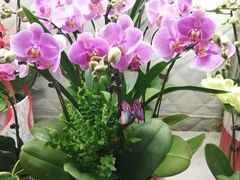 -亭亭鲜花店(中山北路店)