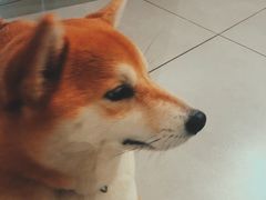 moji-柴务处·柴犬主题狗咖