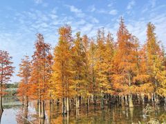 -白鹭湾湿地公园