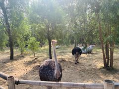 -大连森林动物园