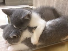 -飞行喵MR PILOT|猫舍·猫咖(静安大融城店)
