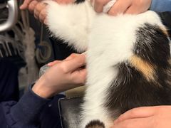 -顺强宠物诊所·狂犬免疫·夜诊·骨科(嘉定店)