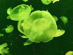 -上海海洋水族馆