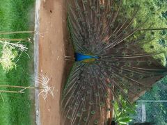 android_upload_pic-广东茂名森林公园