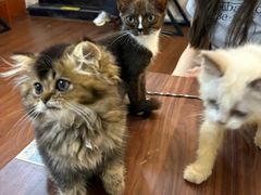 -楼上猫咖(罗湖店)