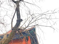 -潭柘寺景区