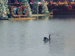 -荷兰花海