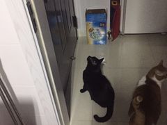 -佩兹宠物医院肿瘤专科·眼科·牙科(黄浦店)