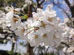 -高东镇樱花园