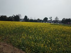 -桤木河湿地公园