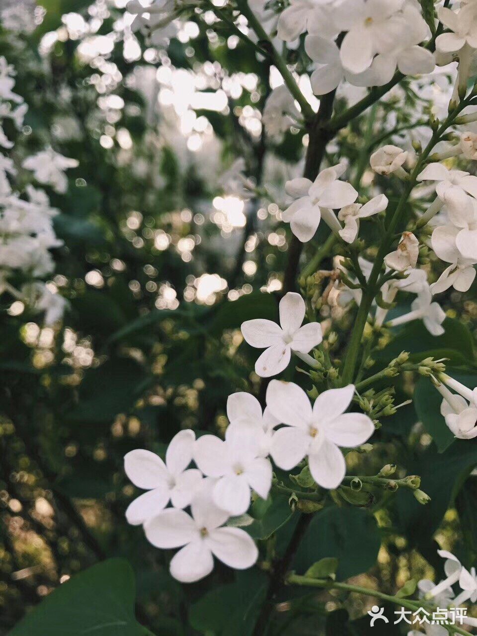 待到山花烂漫时，她在丛中笑。
