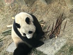 -大连森林动物园