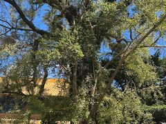 -普陀山风景名胜区-法雨禅寺